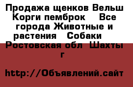 Продажа щенков Вельш Корги пемброк  - Все города Животные и растения » Собаки   . Ростовская обл.,Шахты г.